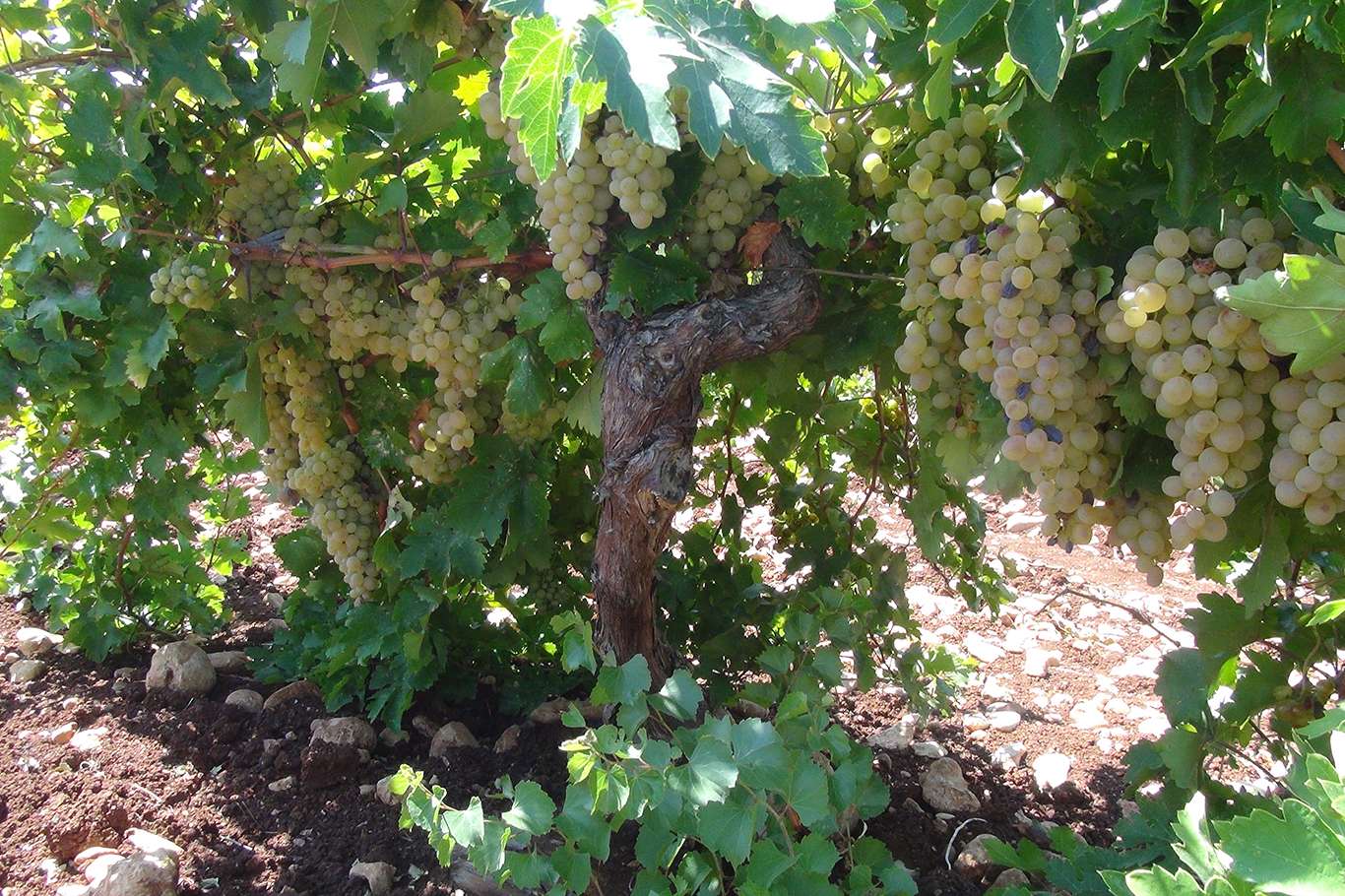 Üzümün pekmez ve pestil olma yolculuğu başladı